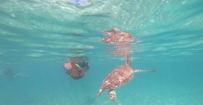 Akumal: Snorkeling With Sea Turtles in Private - Inclusions in the Package