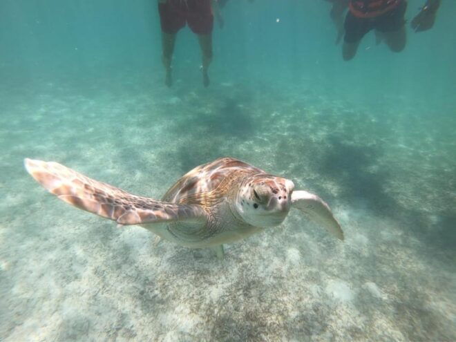 Akumal: Snorkeling With Sea Turtles in Private - Meeting Point and Transportation