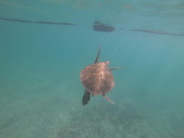 Akumal: Snorkeling With Sea Turtles in Private - What to Expect During the Tour