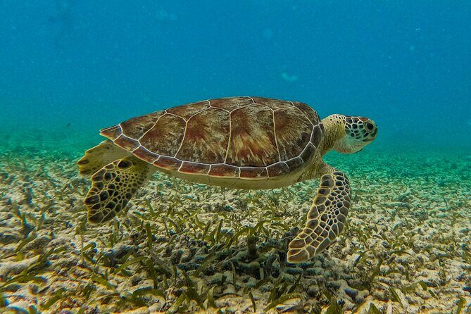 Akumal Snorkeling With Turtles - The Experience: What’s Included and How It Shapes Your Day