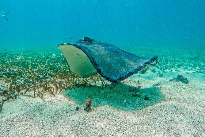 Akumal Snorkeling With Turtles - Practical Aspects: What Travelers Need to Know