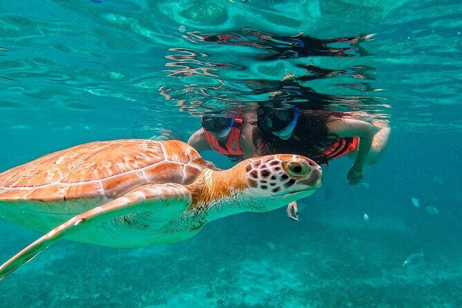 Akumal Snorkeling With Turtles - Authentic Insights from Travelers