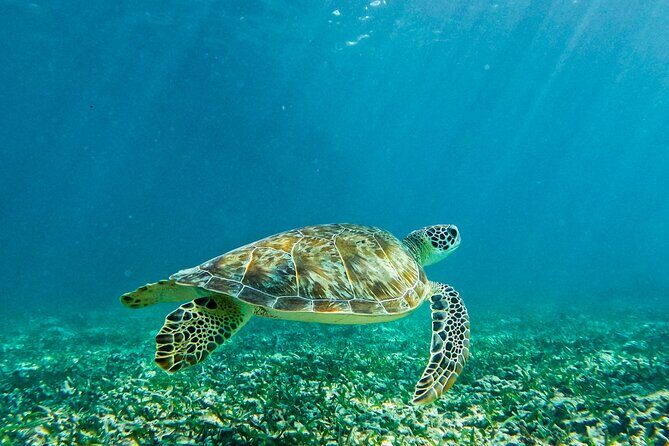 Akumal Snorkeling With Turtles - Who Should Consider This Tour?