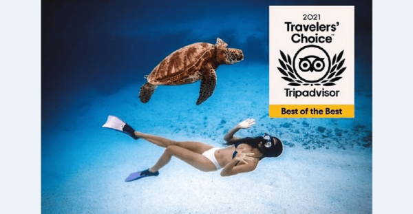 Akumal: Turtle Swim & Jungle Adventure Tour - Thrilling Jungle Adventure