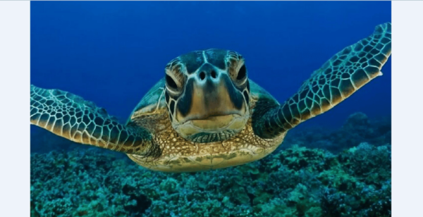 Akumal: Turtle Swim & Jungle Adventure Tour - Frequently Asked Questions