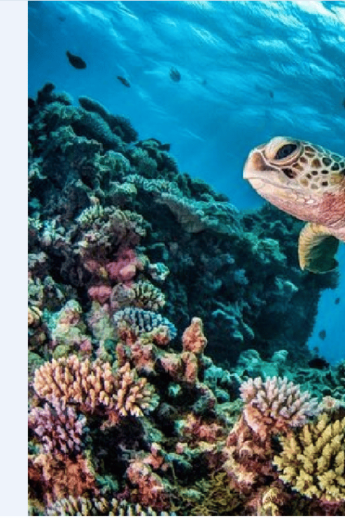 Akumal: Turtle Swim & Jungle Adventure Tour - Good To Know