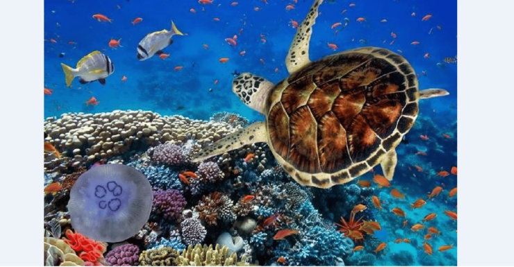 Akumal: Turtle Swim & Jungle Adventure Tour - Activities and Experiences