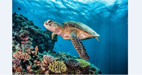 Akumal: Turtle Swim & Jungle Adventure Tour - Exploring Akumal Turtle Sanctuary