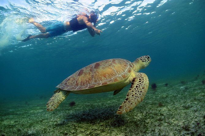 Akumal Turtles, Snorkel Tour from Cancun or Riviera Maya - The Itinerary in Detail: What to Expect