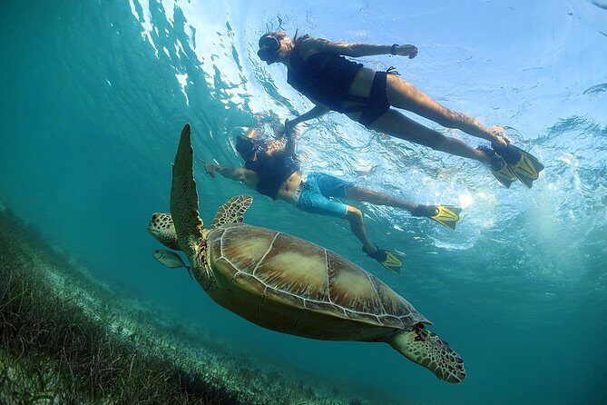 Akumal Turtles, Snorkel Tour from Cancun or Riviera Maya - Pricing and Value