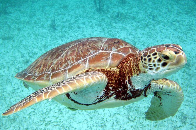Akumal Turtles, Snorkel Tour from Cancun or Riviera Maya - The Sum Up: Is it Worth It?