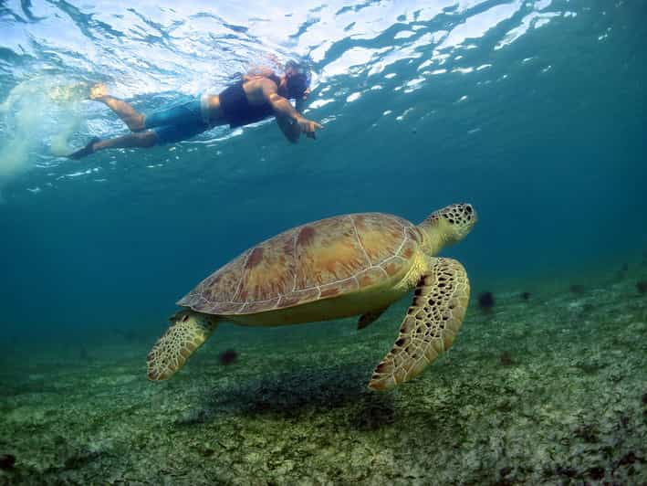Akumal Turtles, Snorkel Tour From Cancun or Riviera Maya - Good To Know