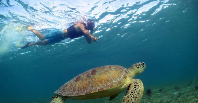 Akumal Turtles, Snorkel Tour From Cancun or Riviera Maya - Snorkeling Experiences