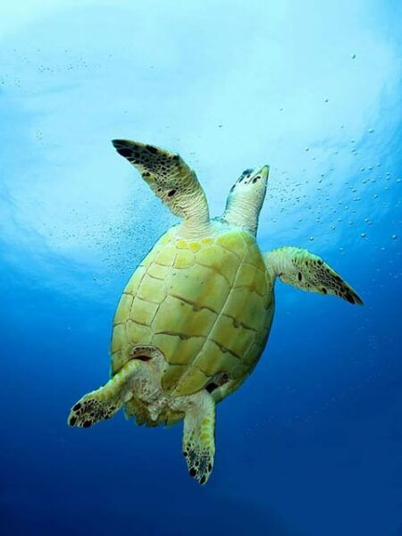 Akumal Turtles, Snorkel Tour From Cancun or Riviera Maya - Important Reminders