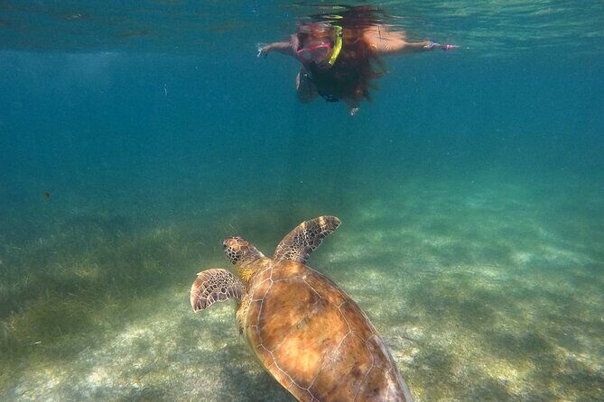 Akumal Turtles Snorkeling and GoPro pictures - Who Is This Tour Best Suited For?