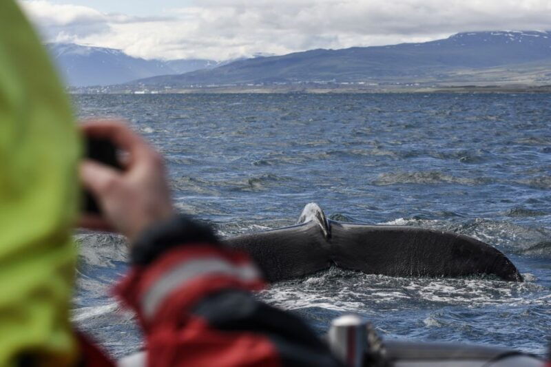 Akureyri: 2-Hour Whale Watching Express by RIB Speedboat - Good To Know