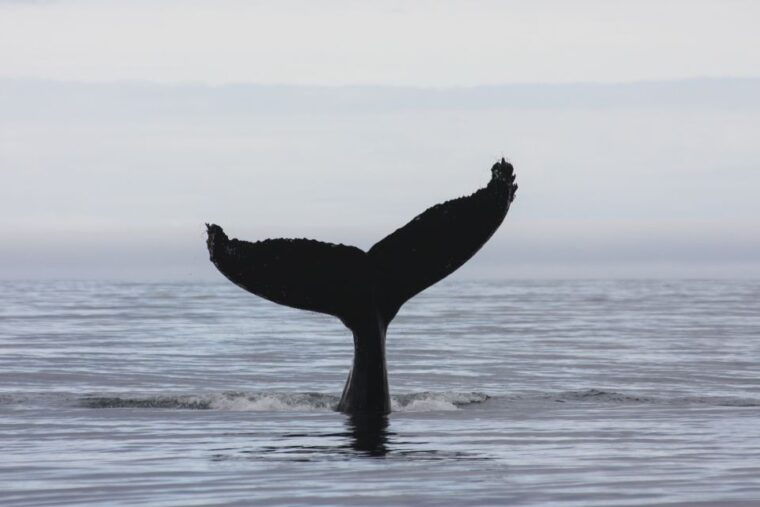 Akureyri: 2-Hour Whale Watching Express by RIB Speedboat - FAQ