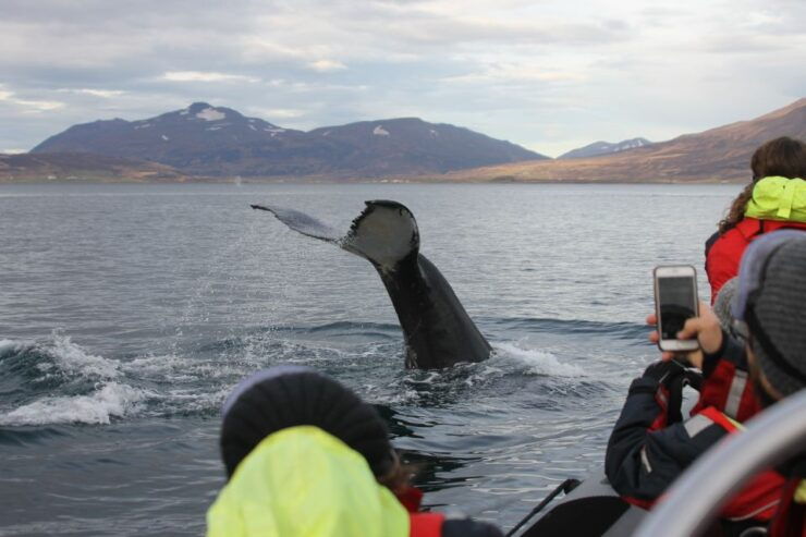 Akureyri: 2–Hour Whale Watching Express by RIB Speedboat - Booking Details