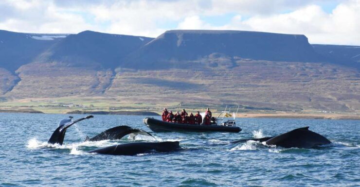 Akureyri: 2–Hour Whale Watching Express by RIB Speedboat - Experience Highlights