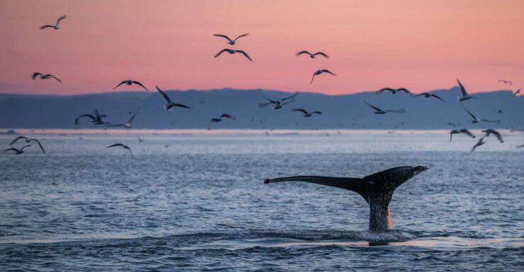 Akureyri: Arctic Coastline & Whale Watching - Experience