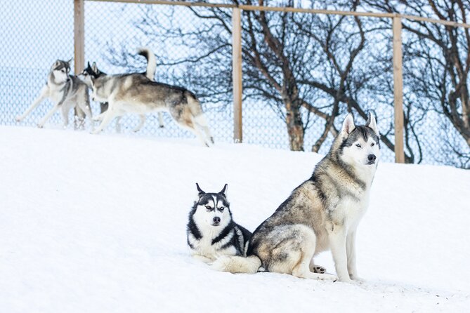 Akureyri Dog Sledding Private Experience - Background