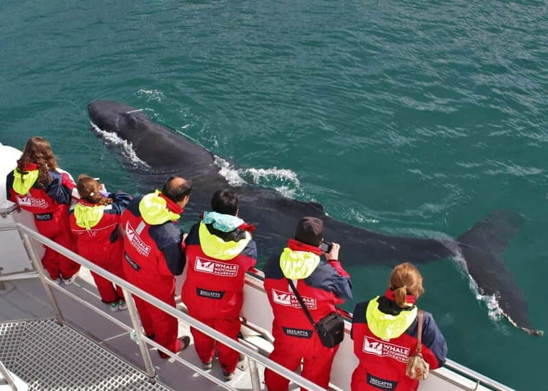 Akureyri: Food Walk and Whale Watching Tour - Exploring Akureyri’s Flavors: The Food Walk