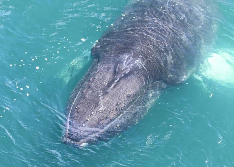 Akureyri: Food Walk and Whale Watching Tour - The Sum Up