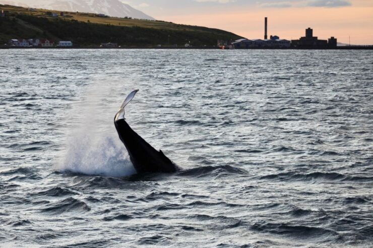 Akureyri: Whale Watching in the Midnight Sun - Booking Details
