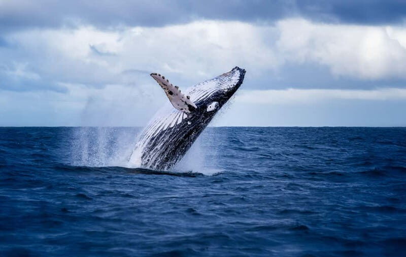 Akureyri: Whale Watching Shore Excursions - Good To Know