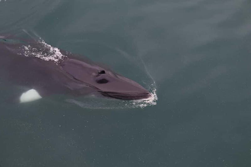 Akureyri: Whale Watching Shore Excursions - Who Will Love This Tour?