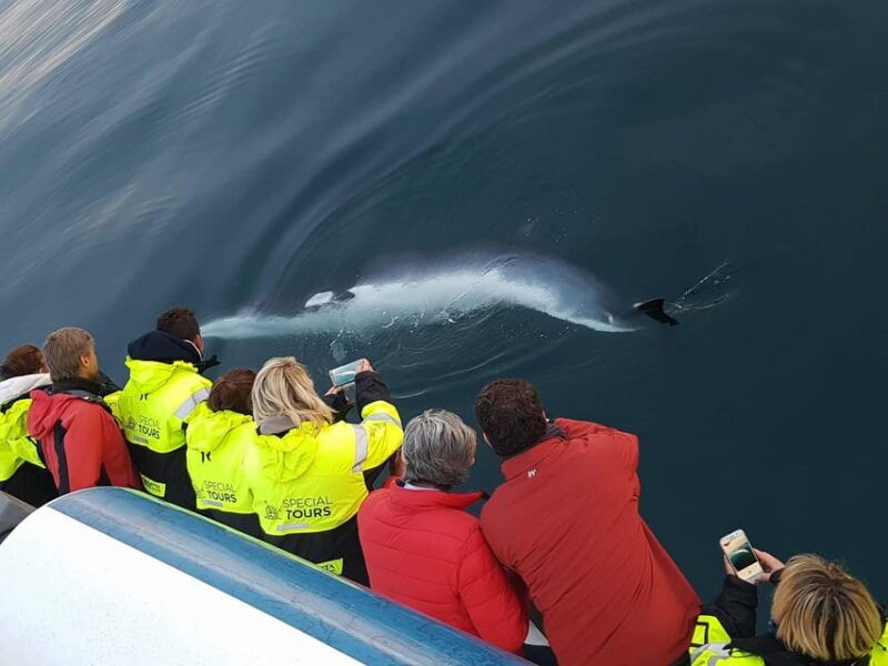 Akureyri: Whale Watching Tour & Forest Lagoon Entrance - Good To Know
