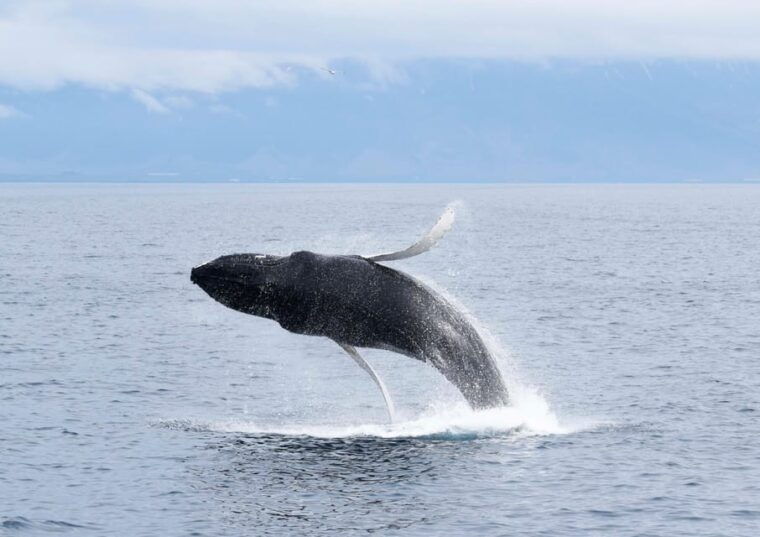 Akureyri: Whale Watching Tour & Forest Lagoon Entrance - The Overall Value