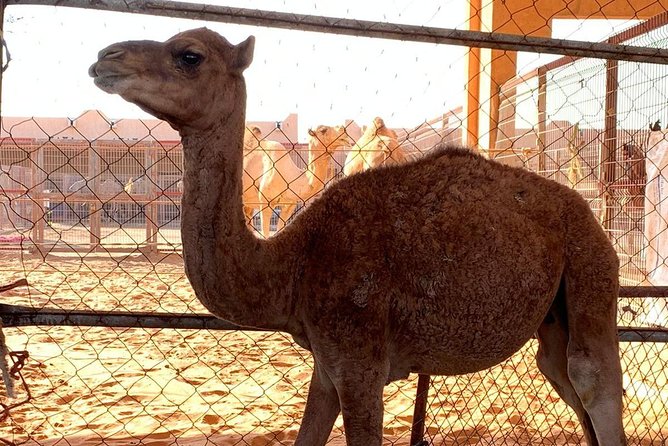 Al Ain City Private Tour With Lunch From Dubai - Common Questions