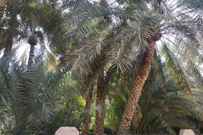 Al Ain City Private Tour With Professional Driver - Traveler Reviews and Ratings