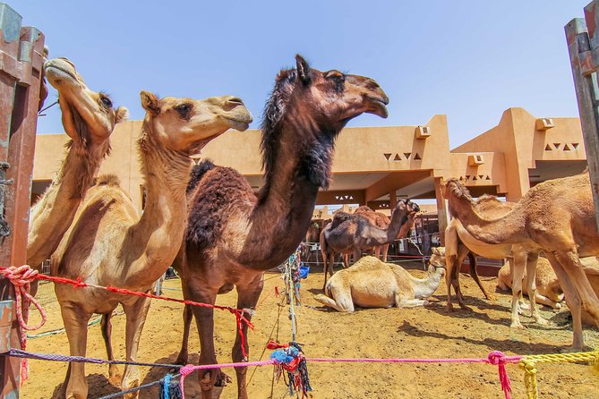 Al Ain City Sightseeing Tour With Lunch From Dubai - Highlights of the Sightseeing Tour