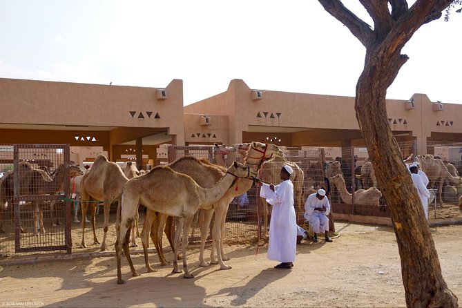 Al Ain City Tour From Abu Dhabi - Lowest Price Guarantee