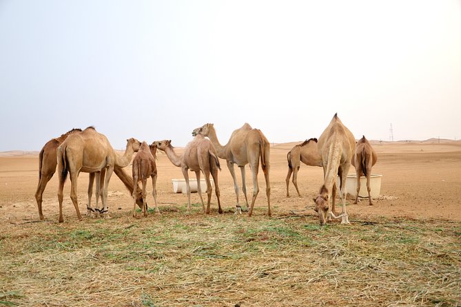 Al Ain Desert Safari With Buffet Dinner - Traveler Photos of the Safari Experience