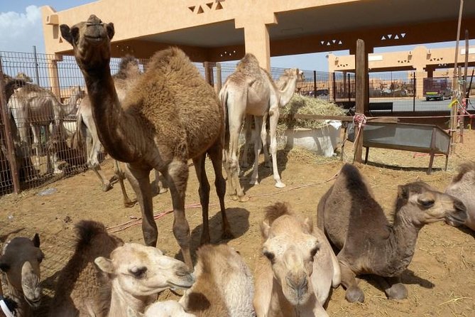 Al Ain Garden City Tour From Dubai - Cancellation Policy and Guidelines