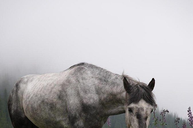 Ala Archa National Park Hike with Local Legend Guide - Frequently Asked Questions