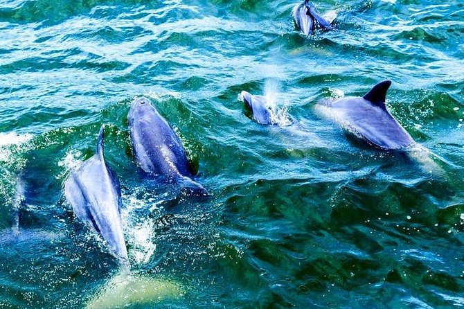 Alabama Gulf Coast Dolphin Cruise - Meeting and Pickup