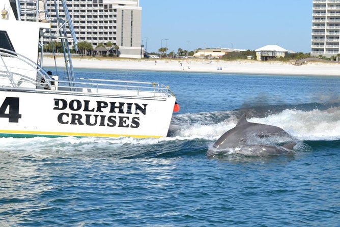 Alabama Gulf Coast Dolphin Cruise - Background