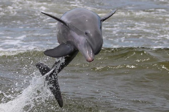 Alabama Gulf Coast Dolphin Cruise - The Sum Up