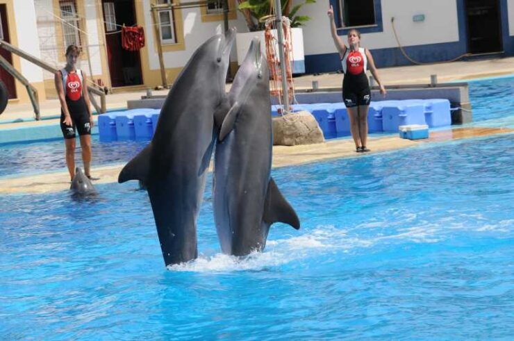 Alanya: Dolphin and Sea Lion Show at Sealanya Dolphin Park - Booking Information