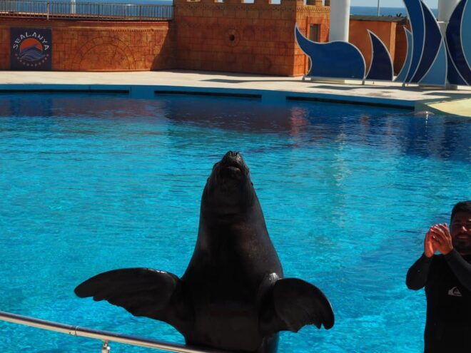Alanya: Dolphin and Sea Lion Show at Sealanya Dolphin Park - Tips for Visitors