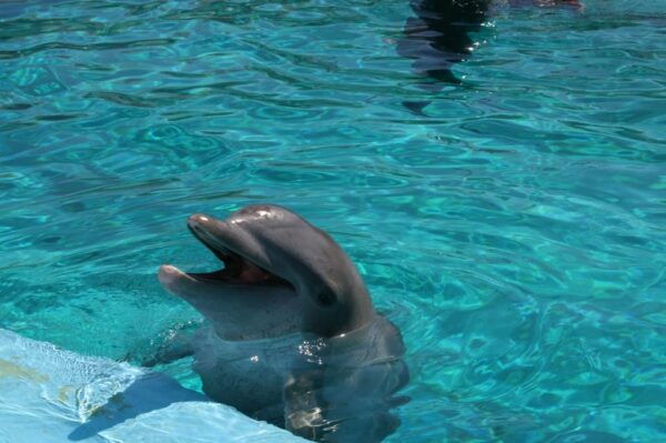 Alanya: Dolphin and Sea Lion Show at Sealanya Dolphin Park - Frequently Asked Questions