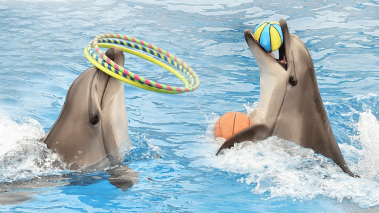 Alanya: Dolphin Park Transfers Service From All Locations - Key Points