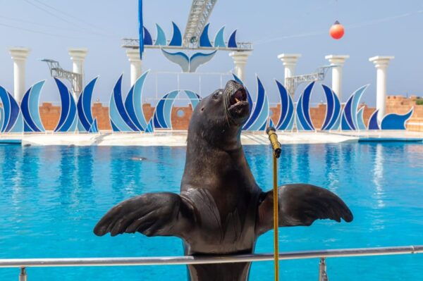 Alanya: Dolphin Park Transfers Service From All Locations - Tips for a Great Visit