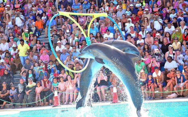 Alanya Dolphin Show: Stunning Unforgettable Performances - Highlights of the Performance