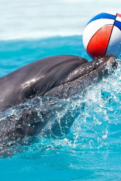Alanya Dolphin Show: Stunning Unforgettable Performances - What to Bring Along