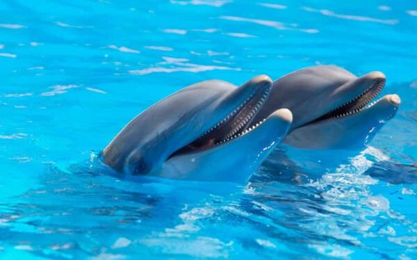 Alanya Dolphin Show: Stunning Unforgettable Performances - Tips for an Unforgettable Visit